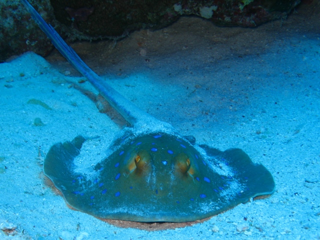 blue spotted stingray.jpg